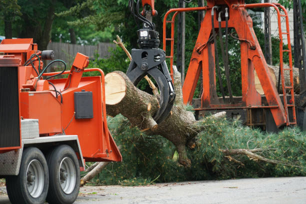 Emergency Storm Tree Removal in Bethel Manor, VA